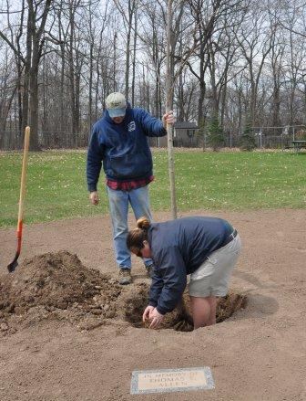 Volunteers trimming and placing the roots to prevent girdling