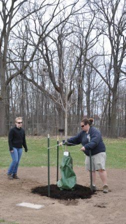 Volunteers attaching the treegator for watering