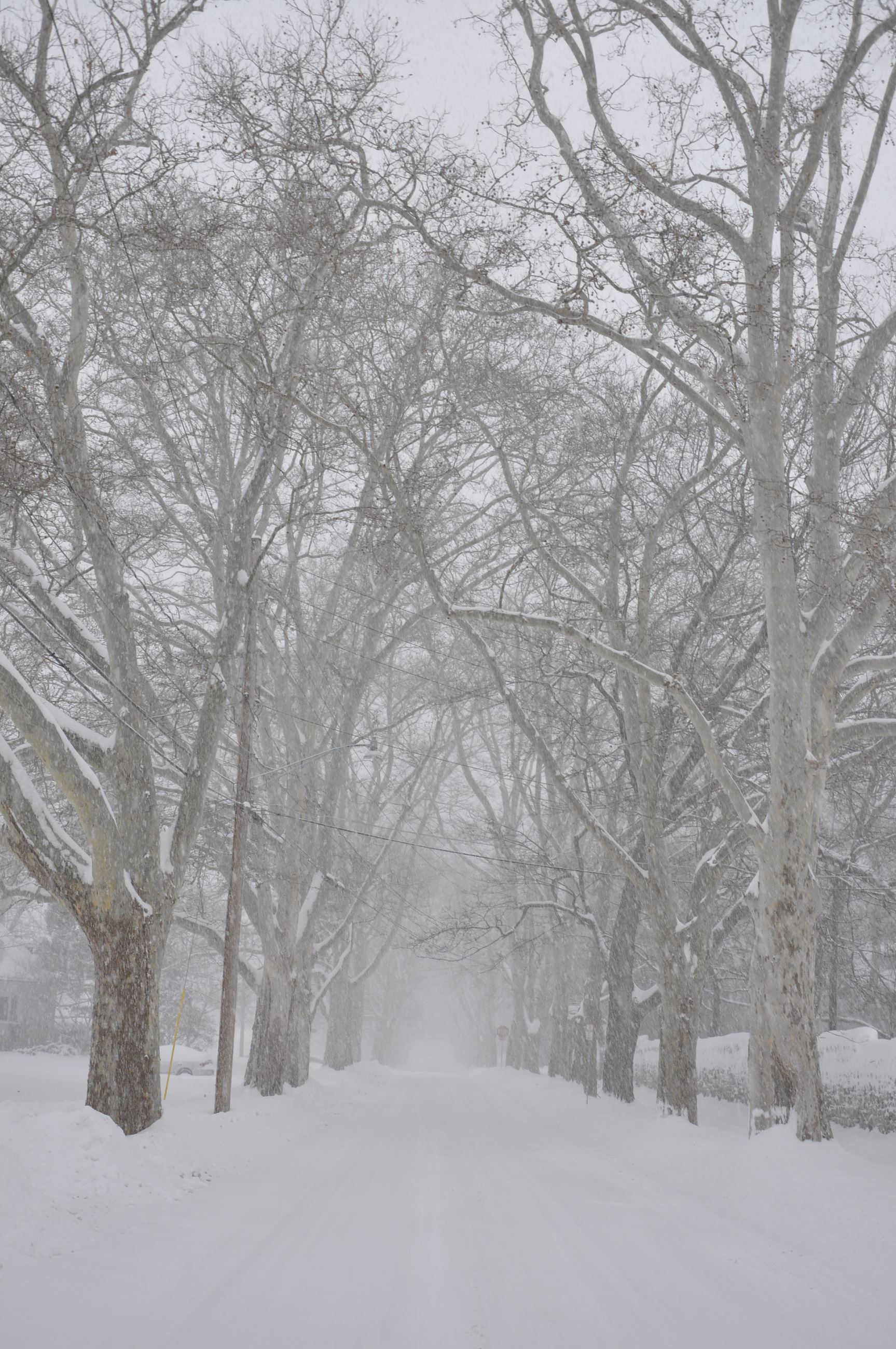 Charlote Street Snow Day